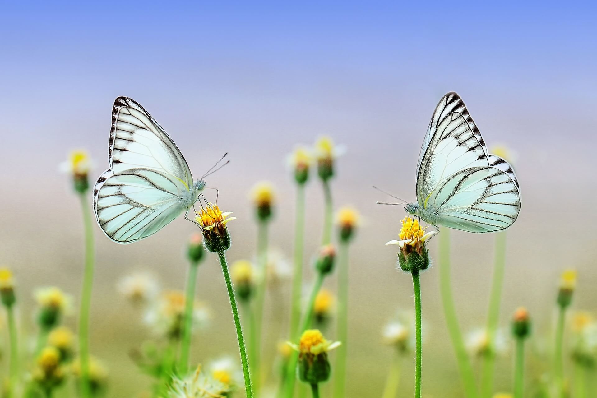 Schmetterling (Bild von Ronny Overhate auf Pixabay)